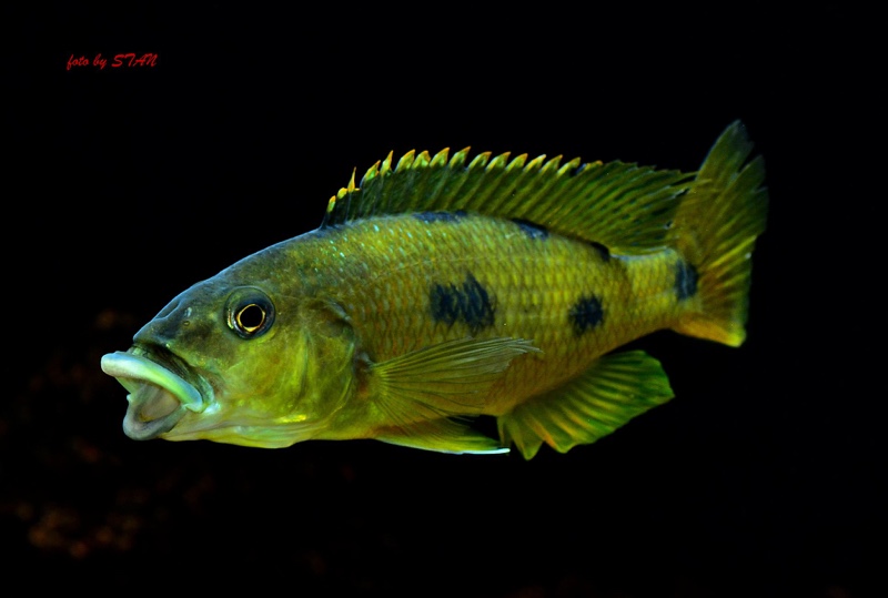 Exochochromis anagenys